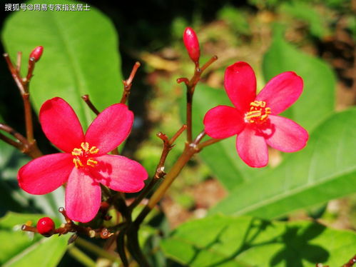 生肖从立春还是初一算（生肖是从立春开始算吗）