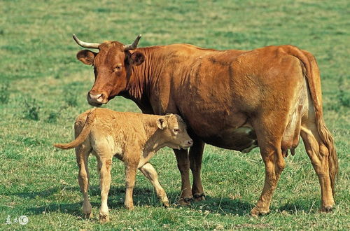 属牛的几点出生有福气（属牛的几点出生有福气2021年10月23日）