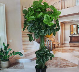 客厅最旺宅的大型植物（客厅最旺宅的大型植物散尾葵好还是幸福树好）