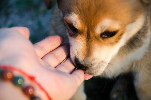 梦见狗咬自己的手（梦见狗咬自己的手出了血会怎么样）