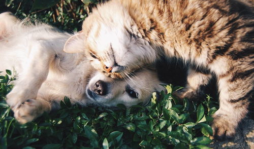 梦见会飞的猫（梦见会飞的猫攻击头）