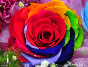 12种玫瑰颜色代表什么（玫瑰有几种颜色代表什么）