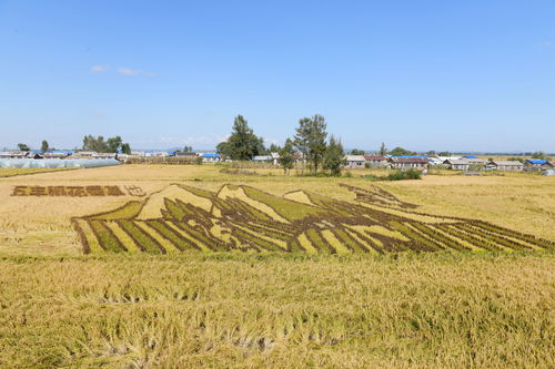 稻米节为什么是8月17日（八月17稻米节）