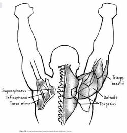 竖脊肌（竖脊肌的位置）
