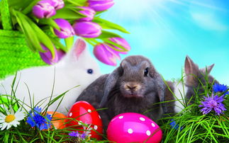 复活节彩蛋和兔子的来历（复活节的兔子和彩蛋有什么特殊含义）