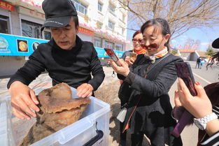 肉灵芝太岁的功效与作用（肉灵芝太岁是什么东西）