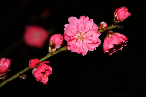 怎样才能招桃花运（怎么才能招桃花运）