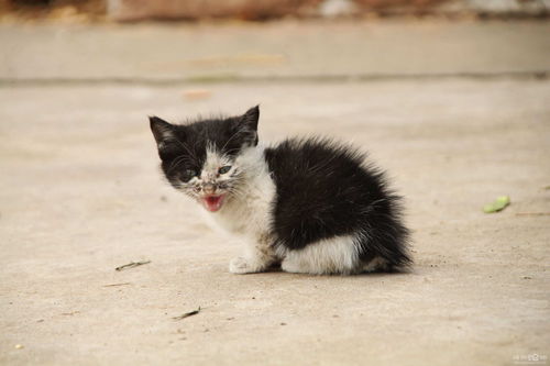 梦见成群的猫是咋回事（梦见成群的猫是咋回事儿）