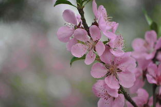 八字命中带0朵桃花的人（八字命中带0朵桃花的人怎么样）