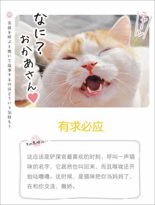 猫石对话2016年6月运势(猫石对话2021年3月20日运势青岛育儿网)