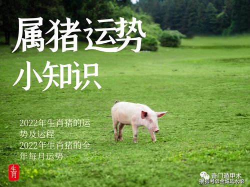 生肖猪2017年每月运势(生肖猪11月运势2022年)