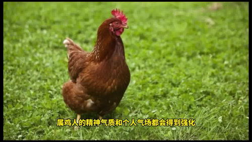 属鸡九月份的运势如何(属鸡9月份的运势)