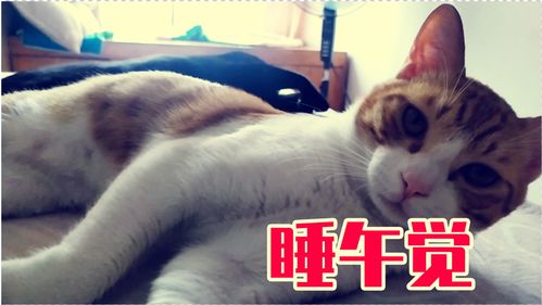 竹猫星球每日运势(竹猫星球每日运势app)