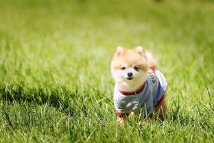 属狗出生10月份运势怎么样(属狗的十月出生的财运怎么样)