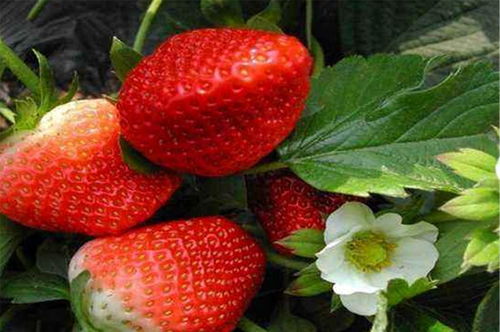 草莓种植书籍推荐(草莓种植学技术在哪里)