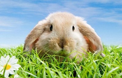 2017年女兔每月运势(2017年属兔的财运如何)