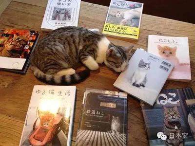专业猫咪书籍推荐(专业养猫书籍下载)
