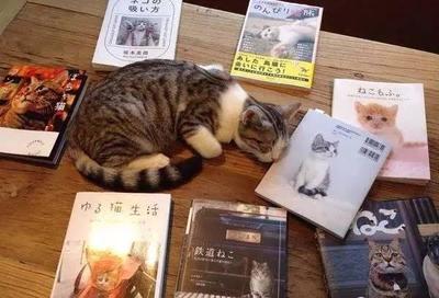 猫咪书籍推荐权威(猫专业书籍)